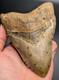 Real Megalodon Shark Tooth Unique Patterns Large Authentic 4.55 Fossil Nc