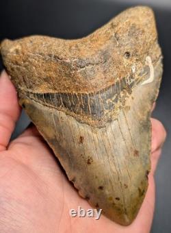 Real Megalodon Shark Tooth Unique Patterns Large Authentic 4.55 Fossil NC