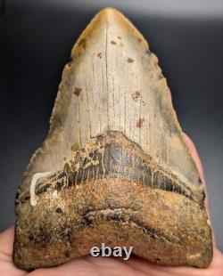 Real Megalodon Shark Tooth Unique Patterns Large Authentic 4.55 Fossil NC