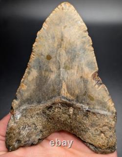 Real Megalodon Shark Tooth Unique Patterns Large Authentic 4.55 Fossil NC