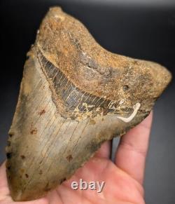 Real Megalodon Shark Tooth Unique Patterns Large Authentic 4.55 Fossil NC