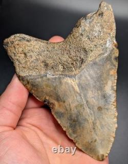 Real Megalodon Shark Tooth Unique Patterns Large Authentic 4.55 Fossil NC