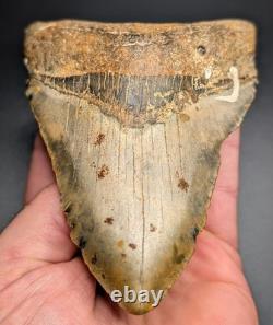 Real Megalodon Shark Tooth Unique Patterns Large Authentic 4.55 Fossil NC
