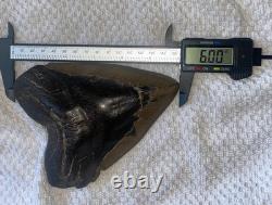 Real Natural Authentic Megalodon Tooth 5.99 6.00 6 Inch Carcharodon Fossil
