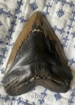 Real Natural Authentic Megalodon Tooth 5.99 6.00 6 Inch Carcharodon Fossil