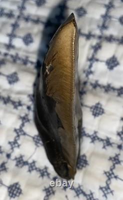 Real Natural Authentic Megalodon Tooth 5.99 6.00 6 Inch Carcharodon Fossil