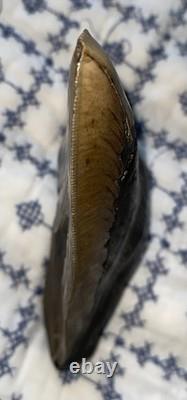 Real Natural Authentic Megalodon Tooth 5.99 6.00 6 Inch Carcharodon Fossil