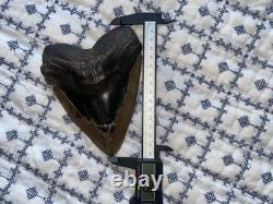 Real Natural Authentic Megalodon Tooth 5.99 6.00 6 Inch Carcharodon Fossil