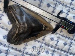 Real Natural Authentic Megalodon Tooth 5.99 6.00 6 Inch Carcharodon Fossil