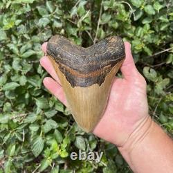 Real Six Inch Megalodon Shark Tooth 6.01 Big Fossil Shark Teeth