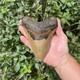 Real Six Inch Megalodon Shark Tooth 6.01 Big Fossil Shark Teeth