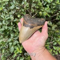 Real Six Inch Megalodon Shark Tooth 6.01 Big Fossil Shark Teeth