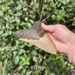 Real Six Inch Megalodon Shark Tooth 6.01 Big Fossil Shark Teeth