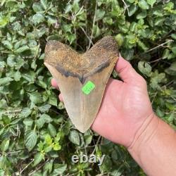 Real Six Inch Megalodon Shark Tooth 6.01 Big Fossil Shark Teeth