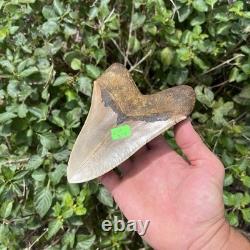 Real Six Inch Megalodon Shark Tooth 6.01 Big Fossil Shark Teeth