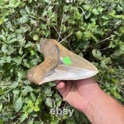 Real Six Inch Megalodon Shark Tooth 6.01 Big Fossil Shark Teeth