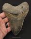 Repaired, 5.66 Fossil Megalodon Tooth Java, Indonesia