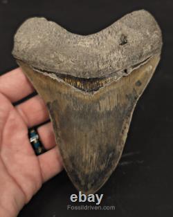 Repaired, 5.66 Fossil Megalodon Tooth Java, Indonesia