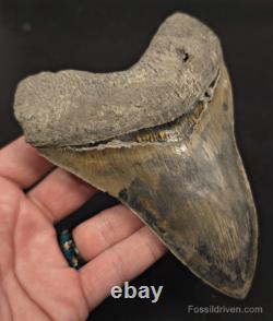 Repaired, 5.66 Fossil Megalodon Tooth Java, Indonesia