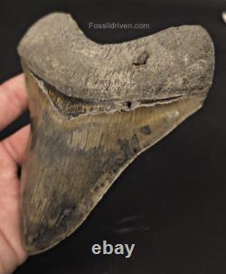 Repaired, 5.66 Fossil Megalodon Tooth Java, Indonesia