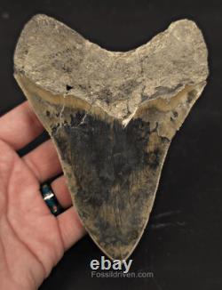 Repaired, 5.66 Fossil Megalodon Tooth Java, Indonesia