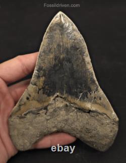 Repaired, 5.66 Fossil Megalodon Tooth Java, Indonesia