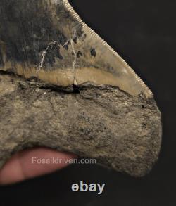 Repaired, 5.66 Fossil Megalodon Tooth Java, Indonesia