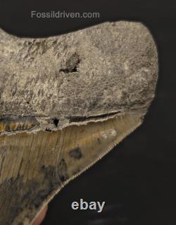 Repaired, 5.66 Fossil Megalodon Tooth Java, Indonesia