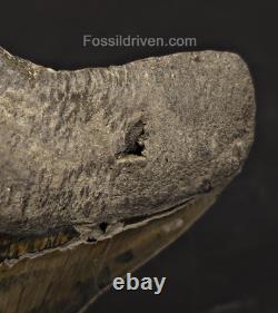 Repaired, 5.66 Fossil Megalodon Tooth Java, Indonesia