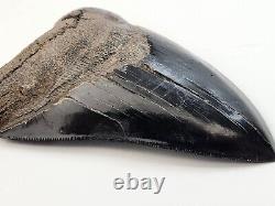 Restored 4.9 Megalodon Tooth Fossil Shark