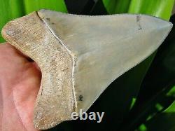 Restored 5 Venice Florida Golden Beach Megalodon Fossil Shark Tooth teeth