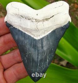 Restored Bone Valley Chubutensis Megalodon Fossil Shark Tooth teeth