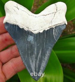 Restored Bone Valley Chubutensis Megalodon Fossil Shark Tooth teeth