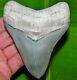 Restored Venice Florida Golden Beach Megalodon Fossil Shark Tooth Teeth