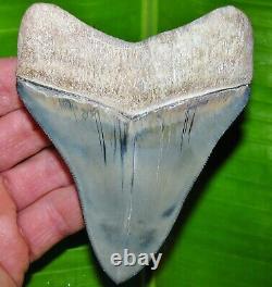 Restored Venice Florida Golden Beach Megalodon Fossil Shark Tooth teeth