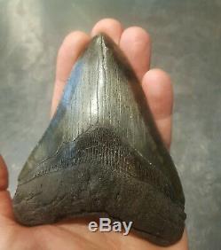 Riesiger Megalodon Zahn in Museumsqualität 12,7cm (Riesenhai Shark Zahn tooth)