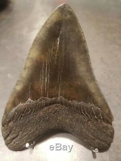 Riesiger Megalodon Zahn in Museumsqualität 12,7cm (Riesenhai Shark Zahn tooth)