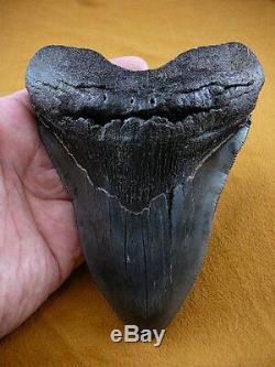 (S299-4) 6-1/4 RARE Megalodon fossil Collector SHARK TOOTH sharks huge specimen