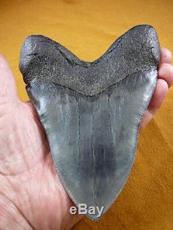 (S299-4) 6-1/4 RARE Megalodon fossil Collector SHARK TOOTH sharks huge specimen