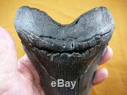 (S299-4) 6-1/4 RARE Megalodon fossil Collector SHARK TOOTH sharks huge specimen