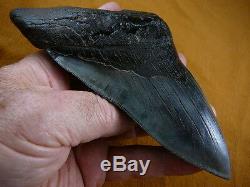 (S299-4) 6-1/4 RARE Megalodon fossil Collector SHARK TOOTH sharks huge specimen