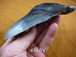 (S299-4) 6-1/4 RARE Megalodon fossil Collector SHARK TOOTH sharks huge specimen