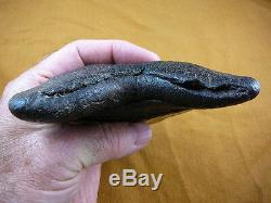 (S299-4) 6-1/4 RARE Megalodon fossil Collector SHARK TOOTH sharks huge specimen