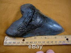 (S299-4) 6-1/4 RARE Megalodon fossil Collector SHARK TOOTH sharks huge specimen