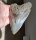 Sc River 5.04 Serrated Megalodon Shark Tooth Fossil, No Restoration, No Repair