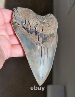 SC River 5.04 Serrated Megalodon Shark Tooth Fossil, NO RESTORATION, NO REPAIR