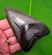 Sc River Megalodon Shark Tooth Authentic Real Fossil 4.52