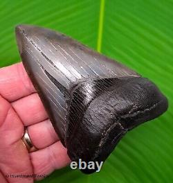 SC River MEGALODON SHARK TOOTH Authentic Real Fossil 4.52