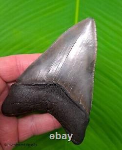 SC River MEGALODON SHARK TOOTH Authentic Real Fossil 4.52