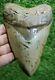 Shark Week Special Giant 6.25 Extinct Megalodon Tooth With Restoration (r6-30)